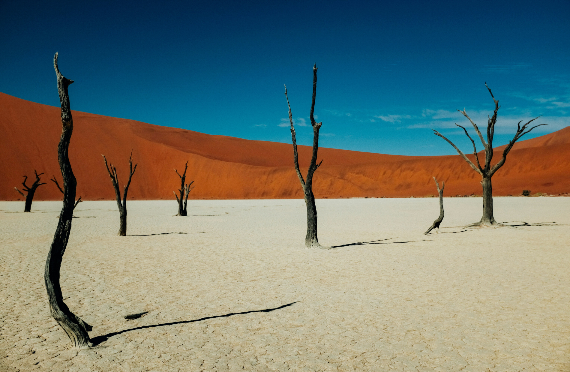 withering trees on white sands with red hills and blue skys
