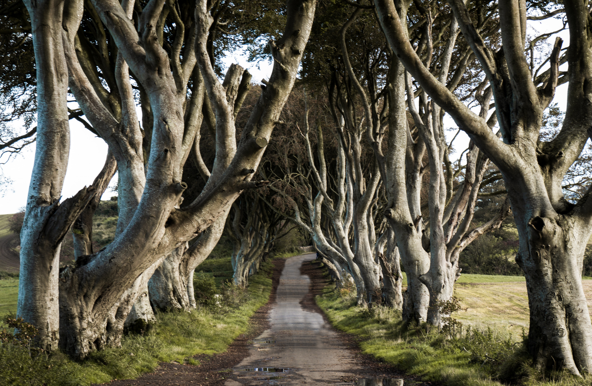 country dirt road with large tree trunks on both sides of the road