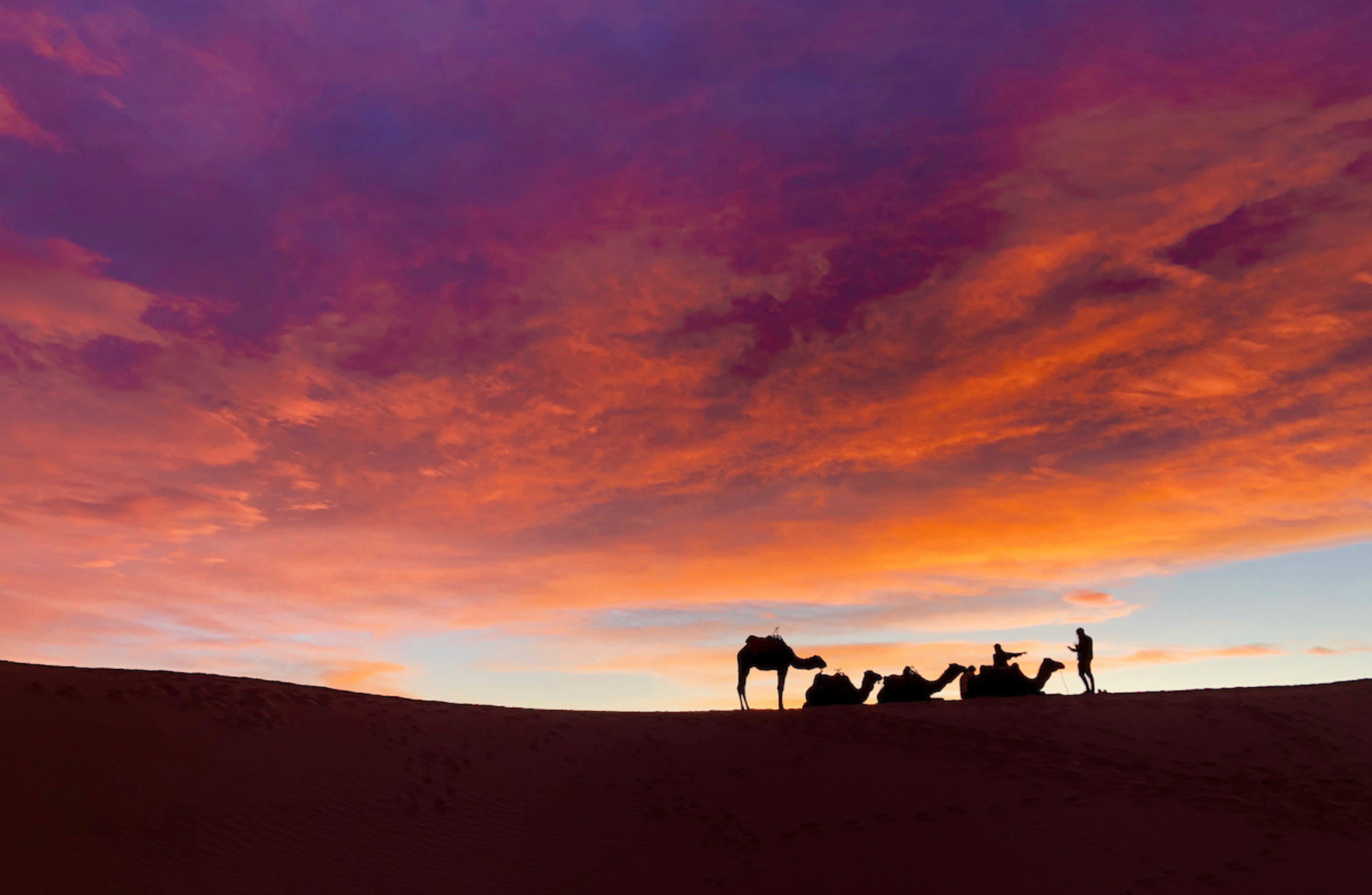 Sunset view of silhouetted camels resting on a sand dune