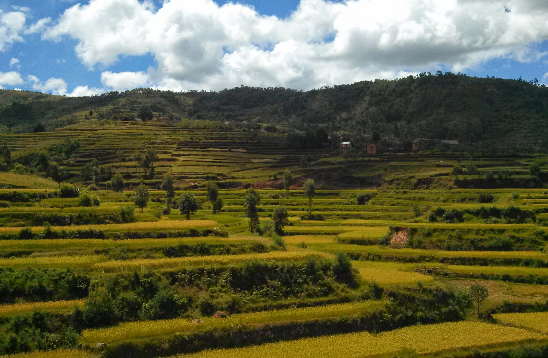 the lush green vegetation along a tiered mountainside