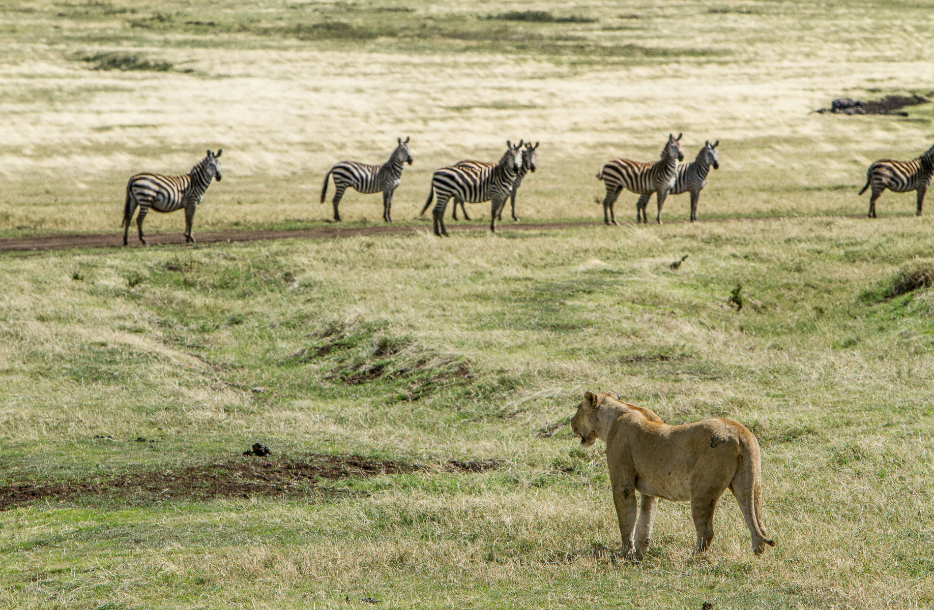 lion standing in front of a herd of zebras