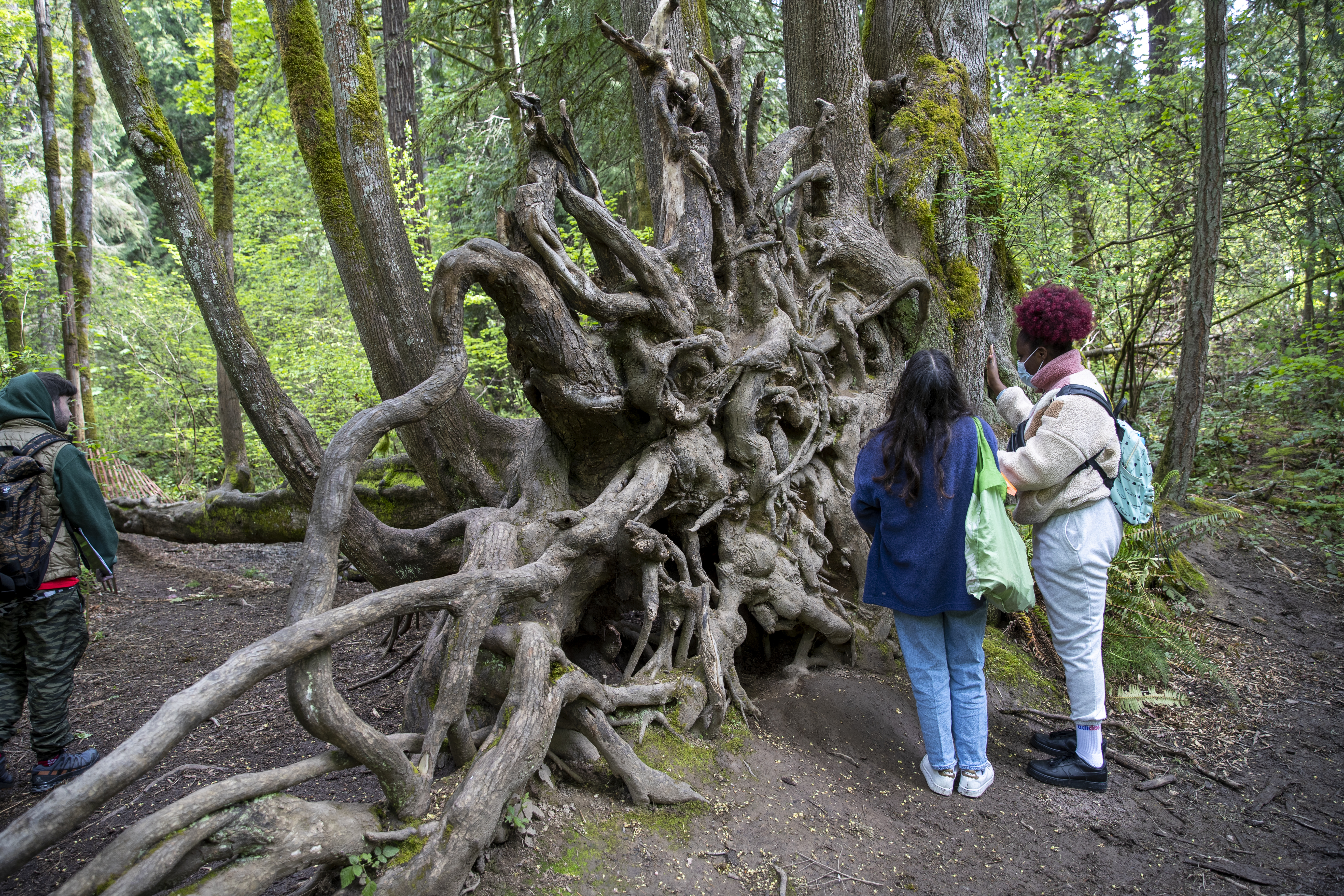 Two students standing in front of and studying the upturned roots of a large tree
