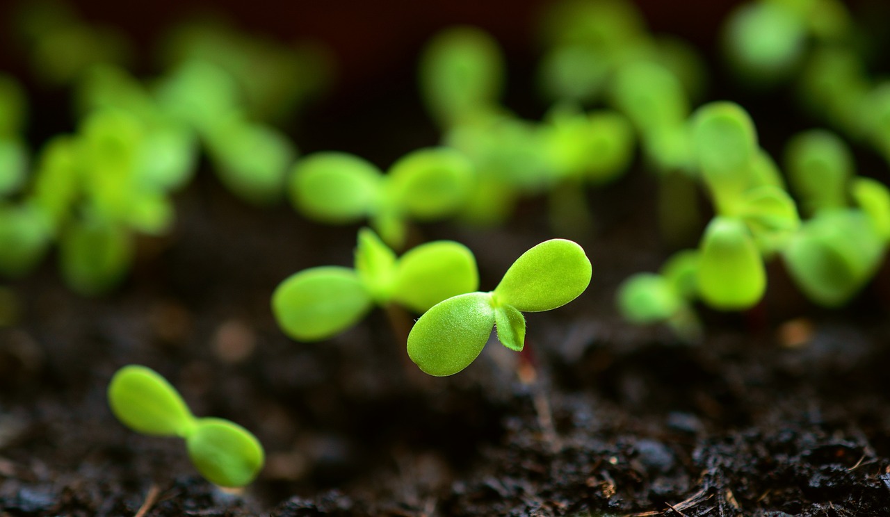 Bright green seedlings