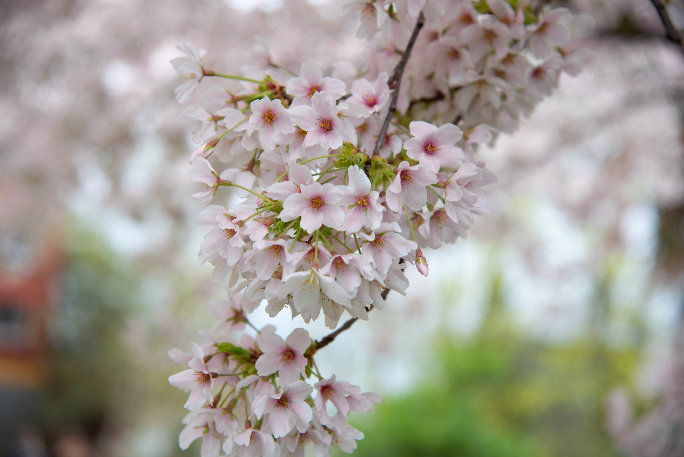 Spring Bloom