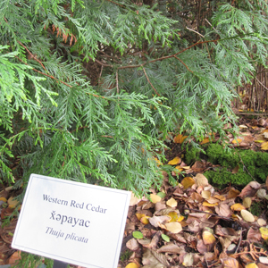 western red cedar