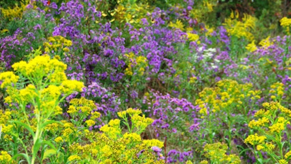 Yellow and purple flowers