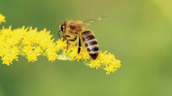 Honeybee alighted on a cluster of yellow flowers