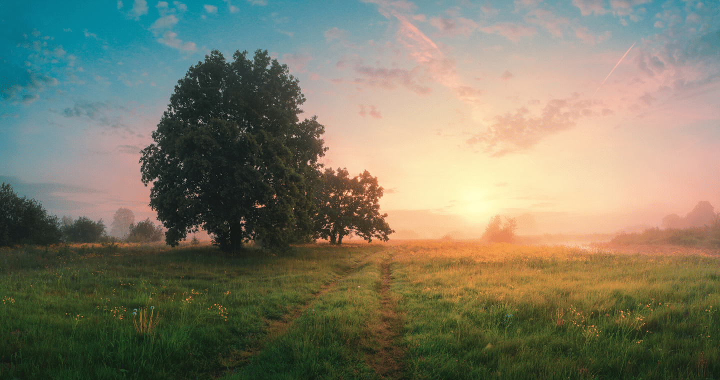 An image of a tree in a field at sunset.
