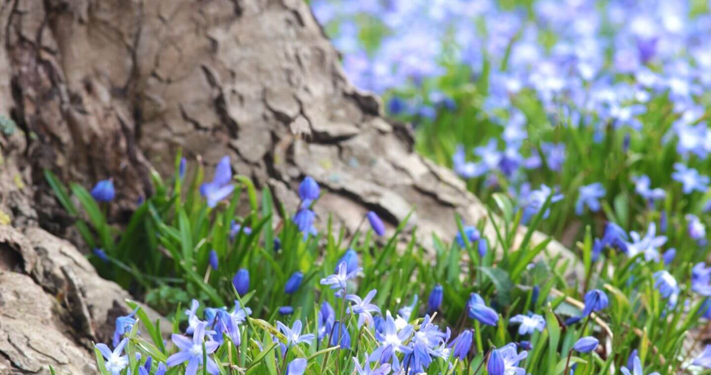 Image of many small, purple flowers growing around the base of a tree's trunk.