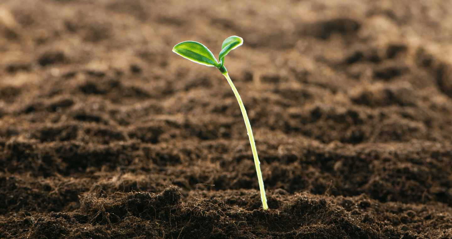 A single seedling emerges from the soil.