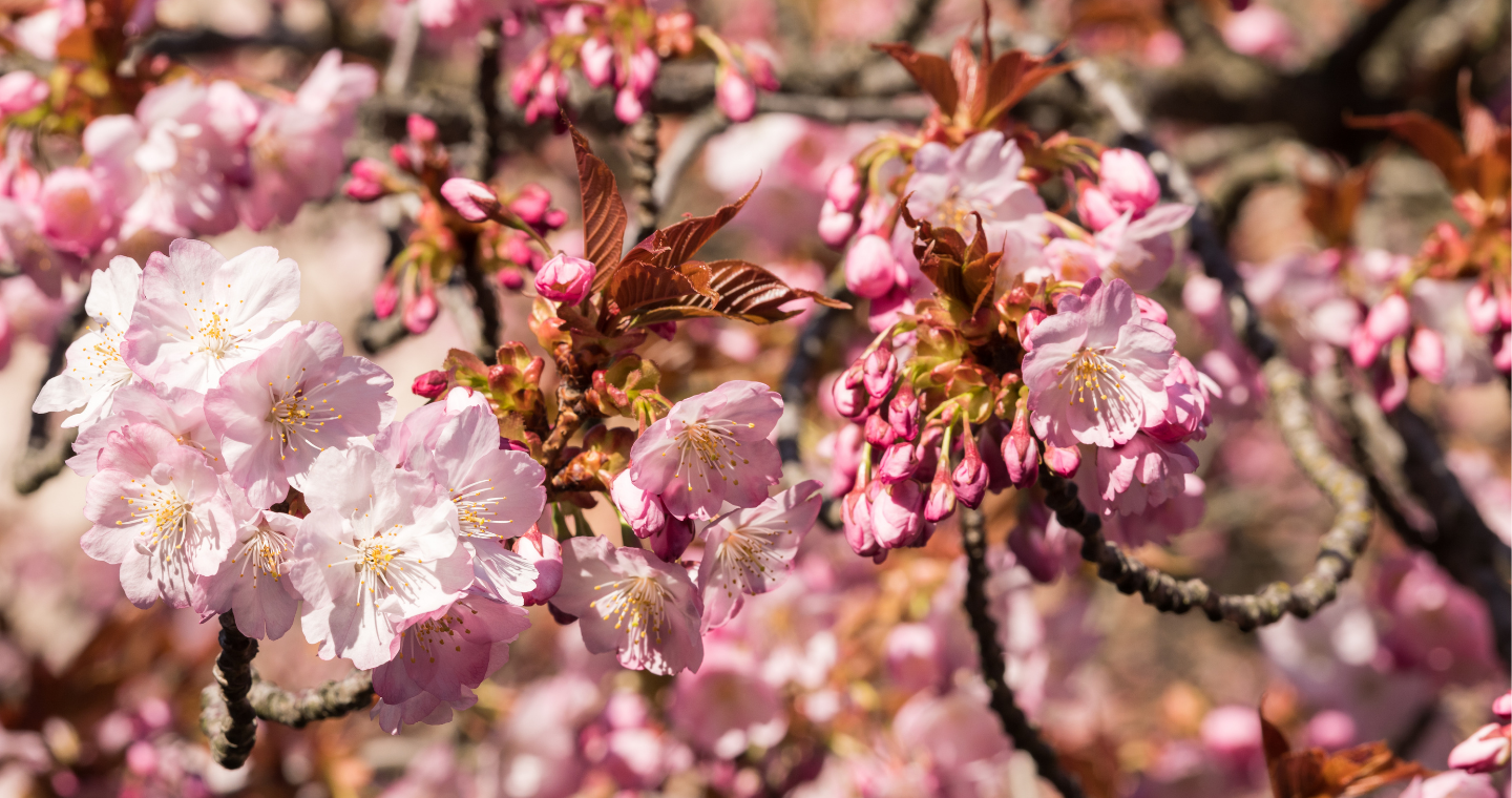 pink blooming cherry blossoms
