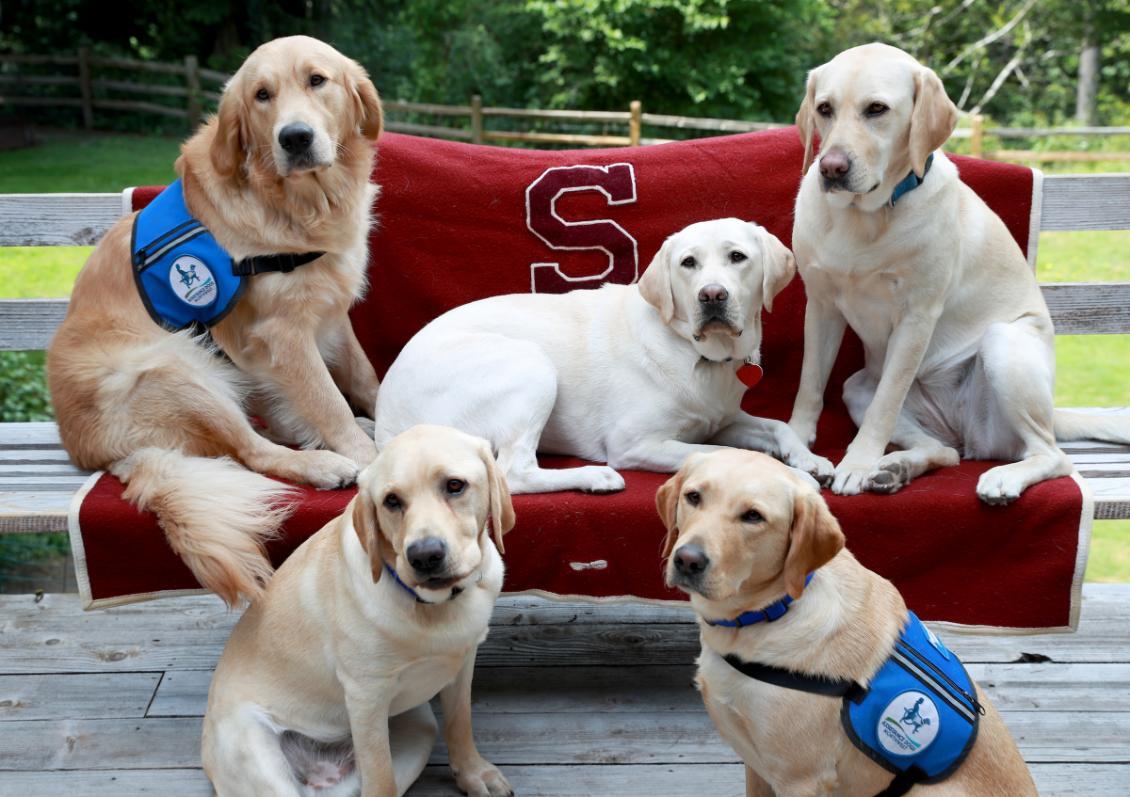 Photo of Assistance Dogs