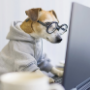 Dog wearing glasses looking at computer screen