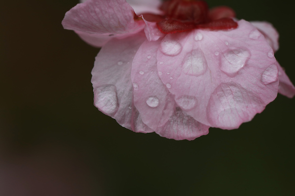 A flower with raindrops