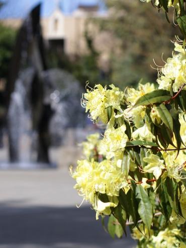Yellow flowers with the fountain in the background