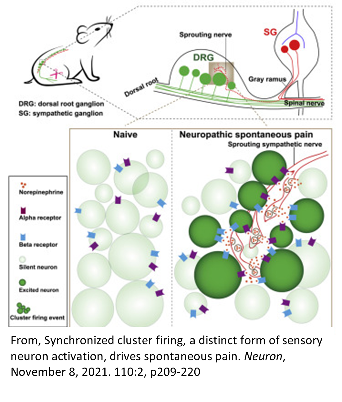Synchronized cluster firing, a distinct form of sensory neuron activation, drives spontaneous pain.