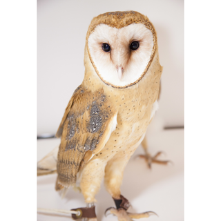 PCBI Owl for news article