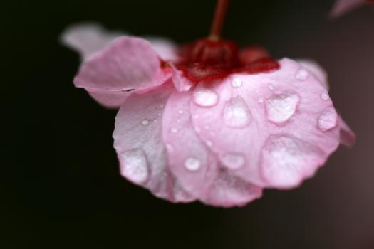 A pink flower upside-down, it has a few drops of water over its petals. The background is black.