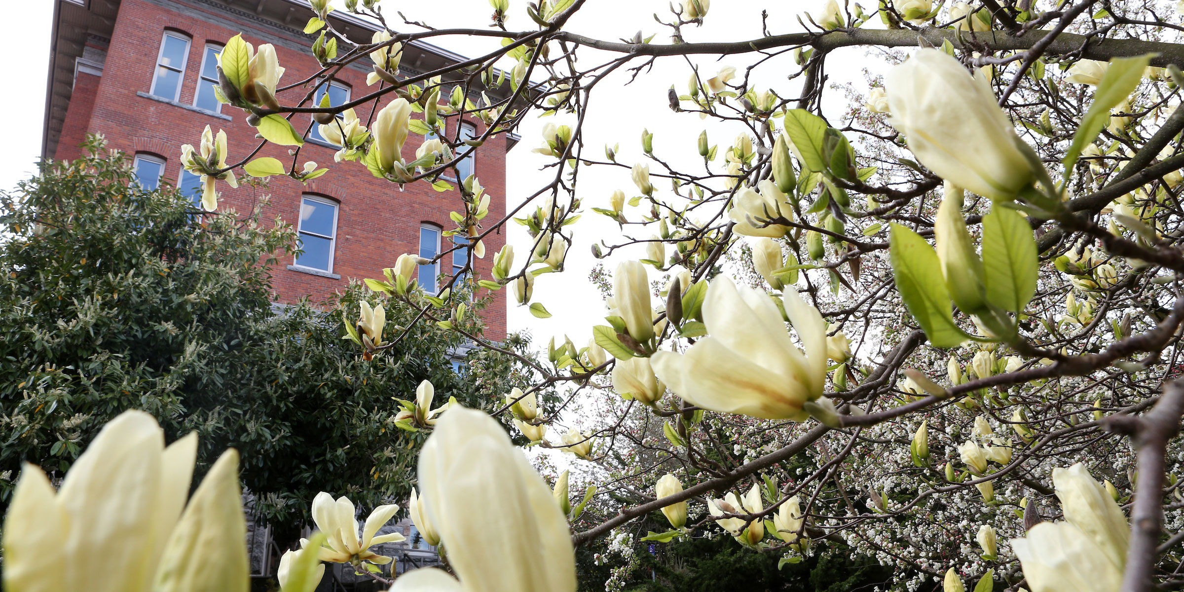 tulip magnolia blossoms in front of Garrand