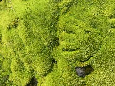 Moss