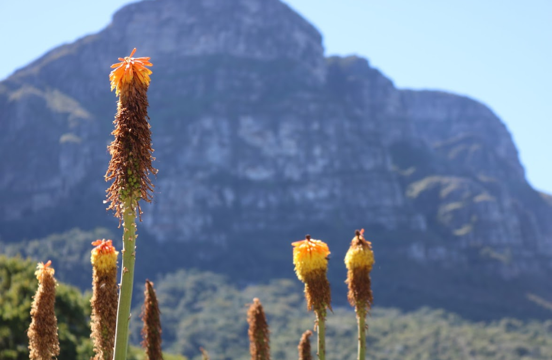 View of South African plants with a large mountain in the background