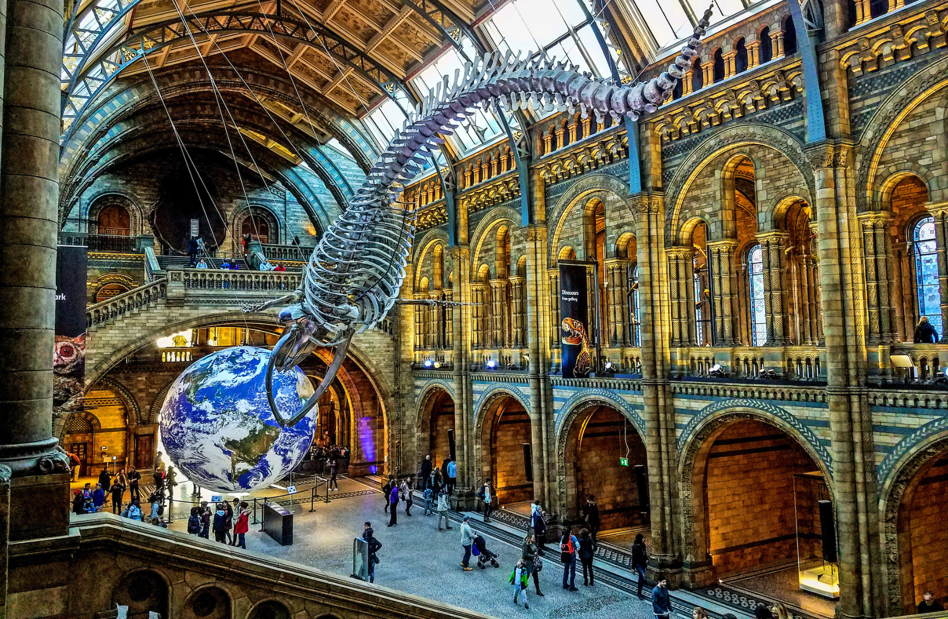 large whale skeleton in British Museum