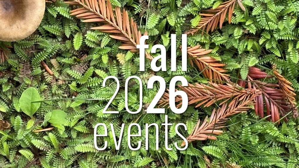 Photo of tiny green fern leaves and brown sprigs of fir trees