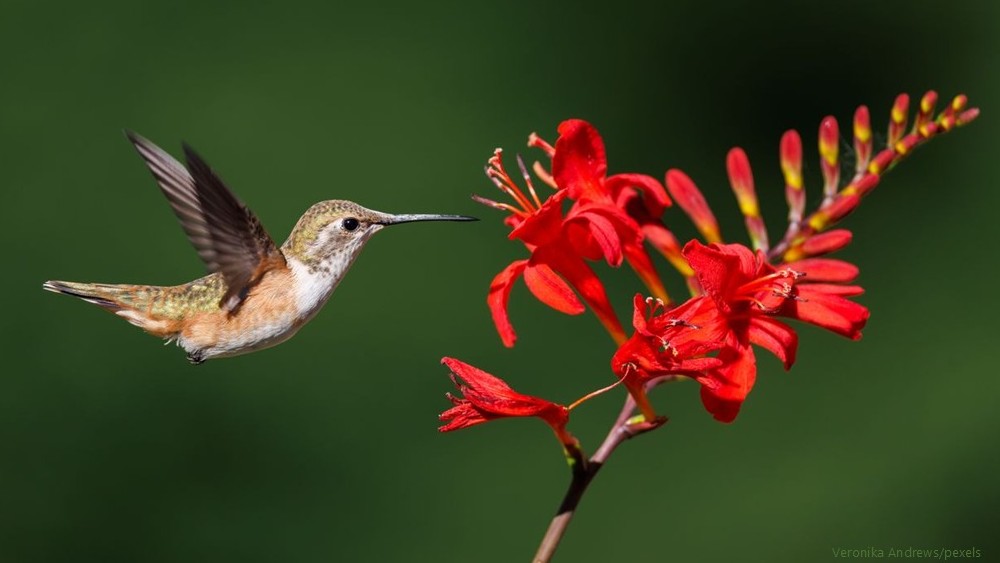 Photo of a hummingbird approaching a bright red blossoming crocosmia