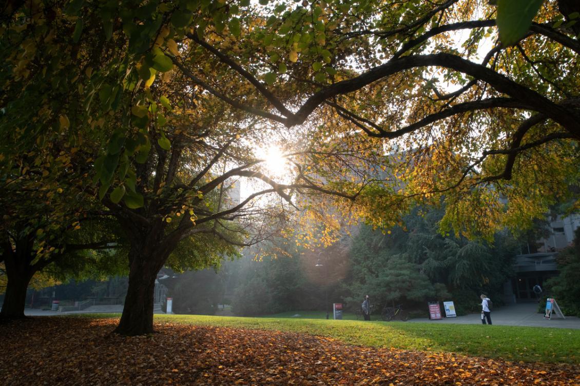 The sun shines through trees in a park.