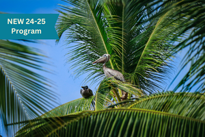 Two pelicans in a palm tree