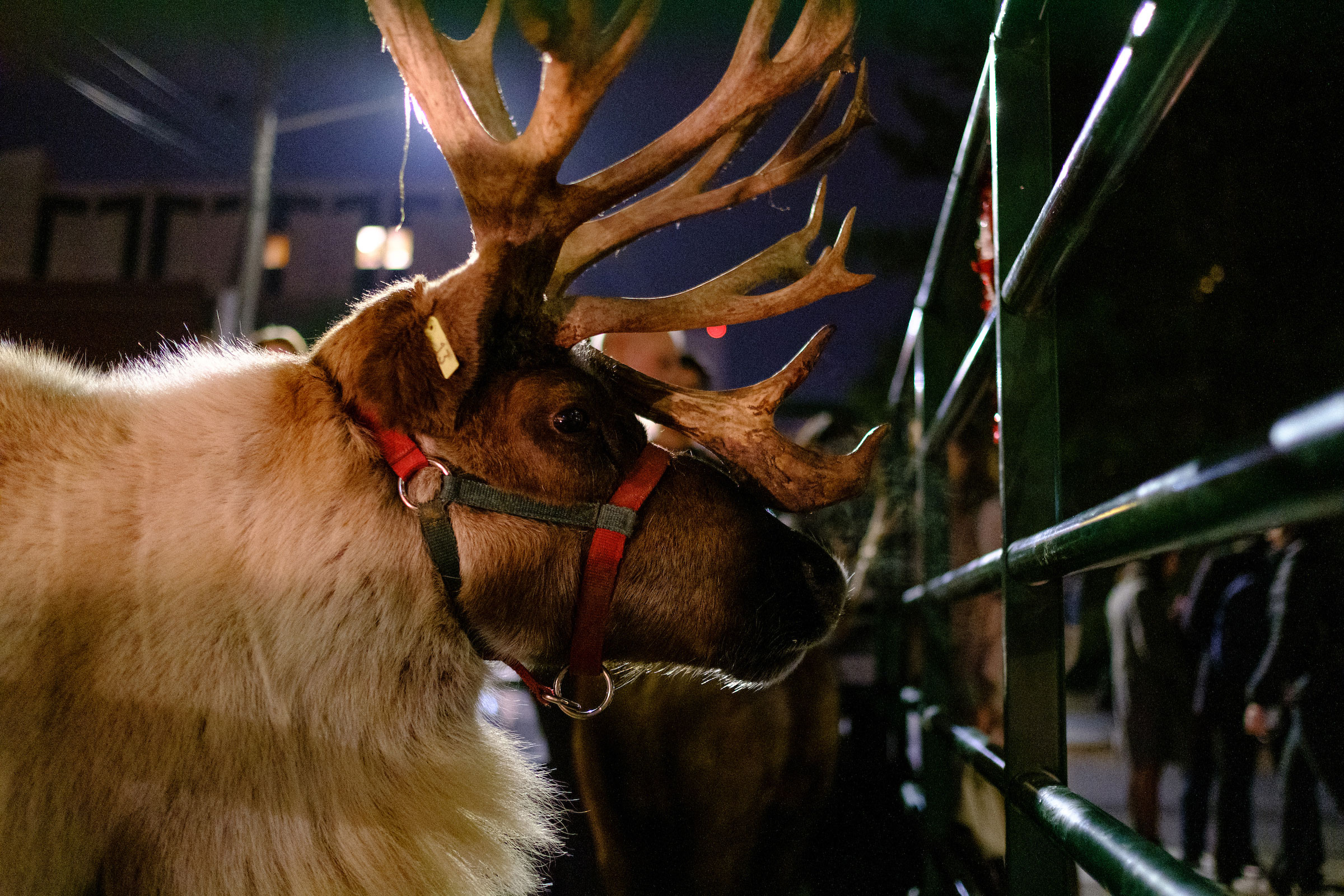 profile shot of a reindeer on campus