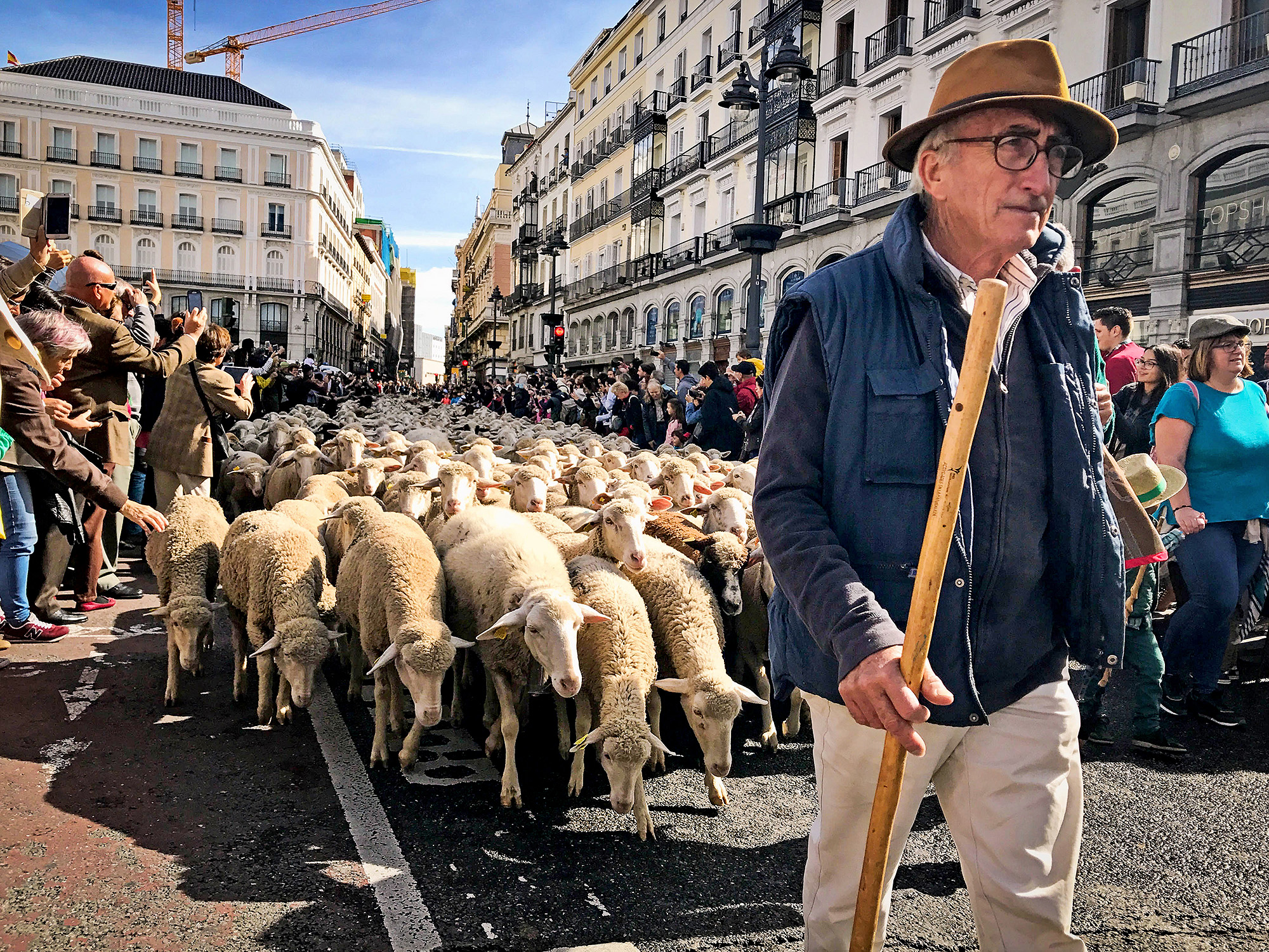 shepherd and his sheep move through streets of Madrid while tourists snap photos