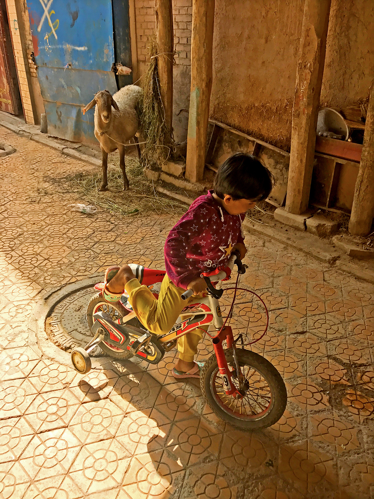 a child rides a bike with training wheels on a brick paved street while a goat watches from the side