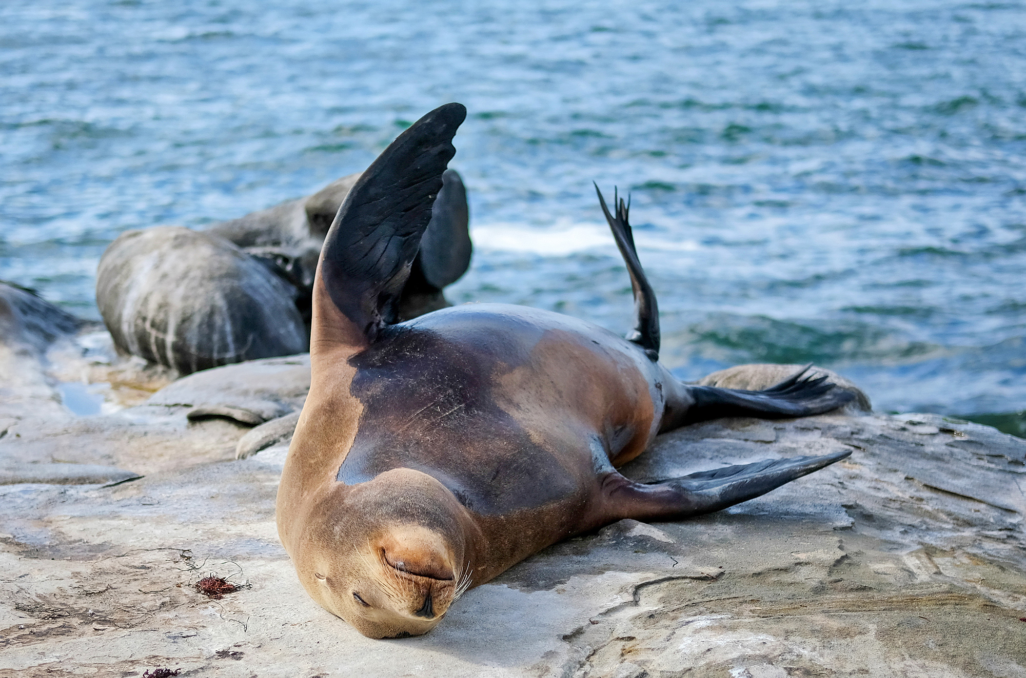 sea lions laying on the shore rocks