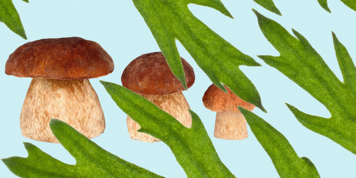 Graphic showing plants and mushrooms (illustration)