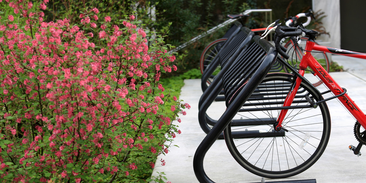 Flowers and bikes on campus