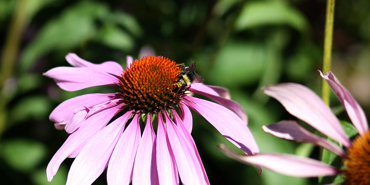 a bee on a pink daisy on campus